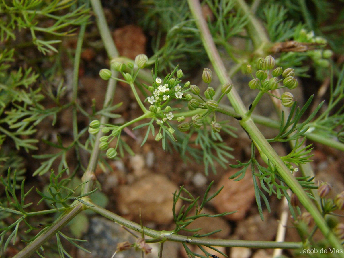 Cyclospermum leptophyllum (Pers.) Sprague ex Britton & P.Wilson